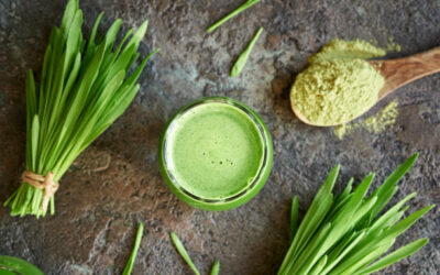 Herbe de Blé… Un concentré de Chlorophylle